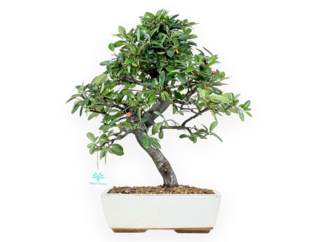 Pyracantha Bonsai von 46 cm | Beige rechteckiger Topf