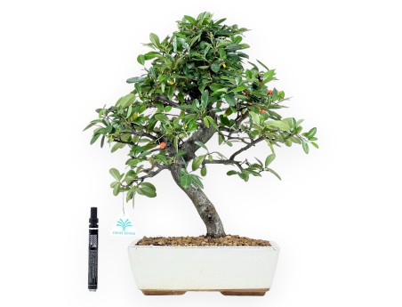 Pyracantha Bonsai von 46 cm | Beige rechteckiger Topf