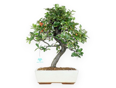 Pyracantha Bonsai von 46 cm | Beige rechteckiger Topf