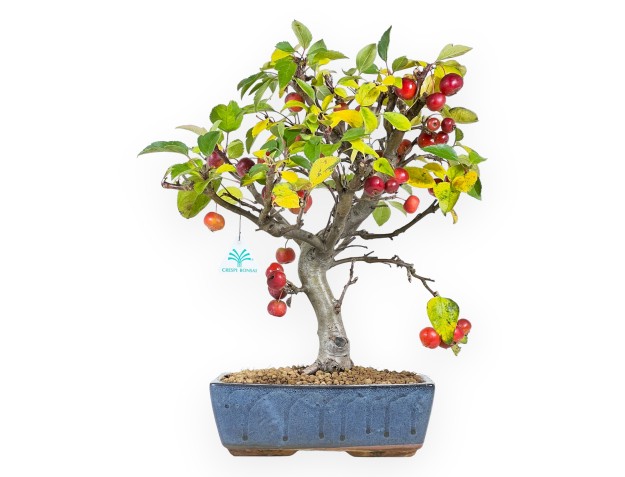 Apple tree bonsai 46 cm| Blue rectangular pot