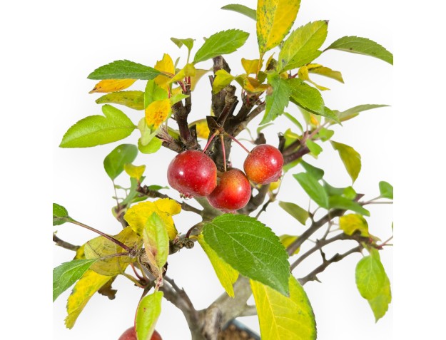 Apple tree bonsai 38 cm| Blue rectangular pot 2