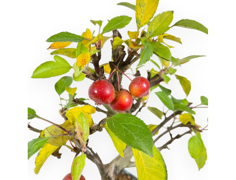 Appelboom bonsai van 38 cm | Blauw rechthoekige pot