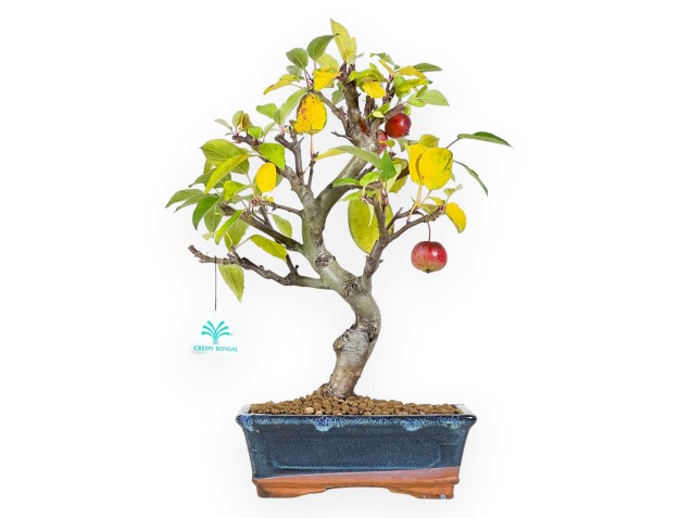 Apple tree bonsai 38 cm| Blue rectangular pot