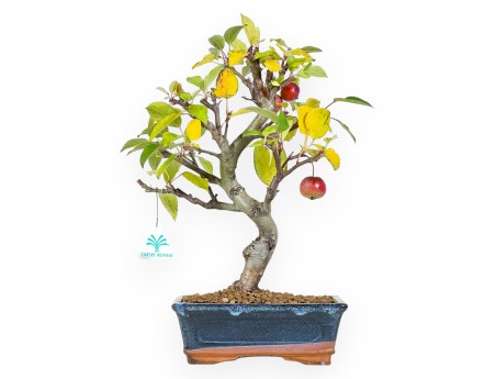 Apple tree bonsai 38 cm| Blue rectangular pot