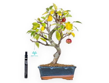 Bonsai di melo da 38 cm | Vaso rettangolare blu