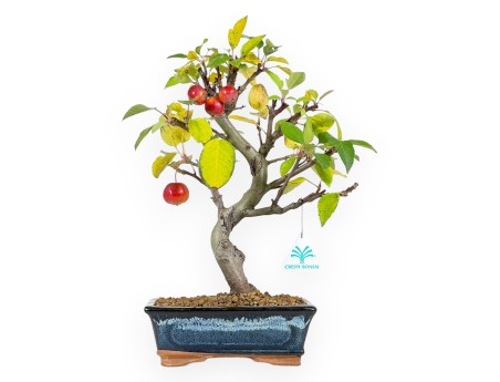 Apple tree bonsai 38 cm| Blue rectangular pot
