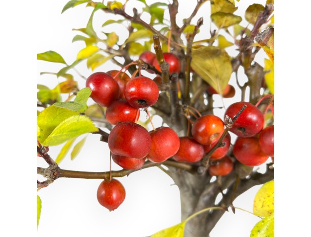 Apple tree bonsai 48 cm| Green rectangular pot 2