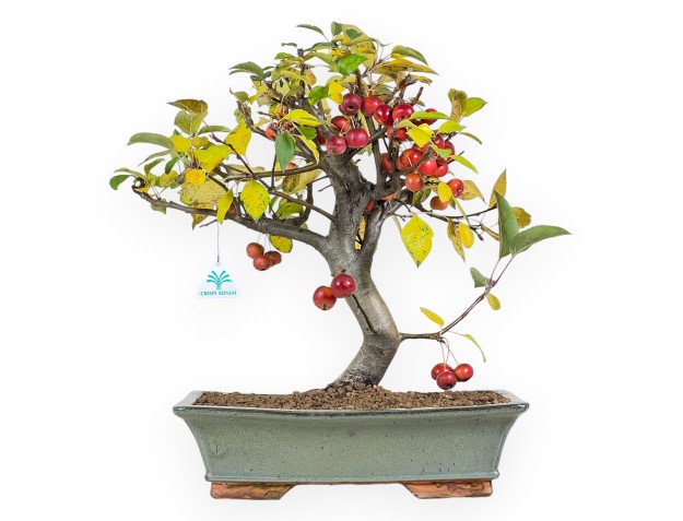 Bonsaï de pommier de 48 cm | Pot rectangulaire vert