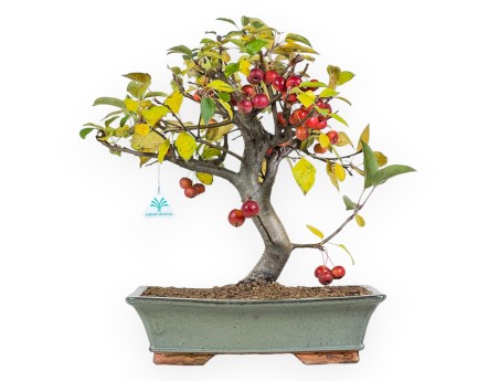 Bonsaï de pommier de 48 cm | Pot rectangulaire vert