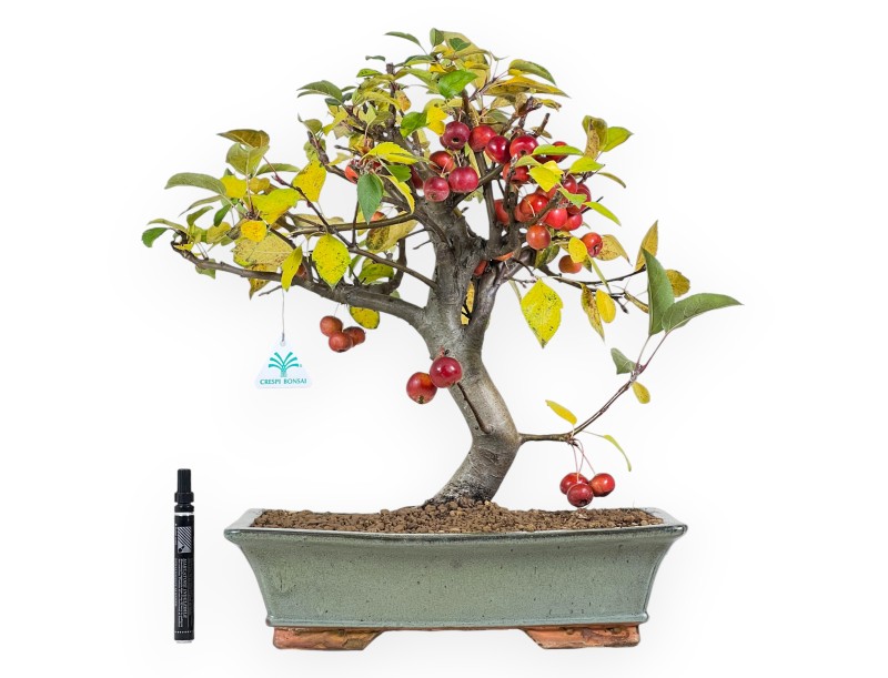Appelboom bonsai van 48 cm | Groen rechthoekige pot