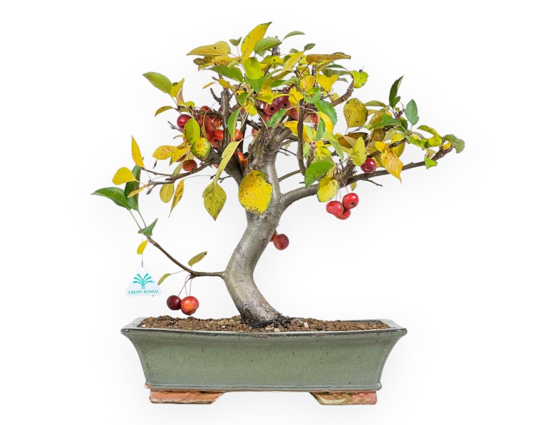 Bonsái de manzano de 48 cm | Maceta rectangular verde