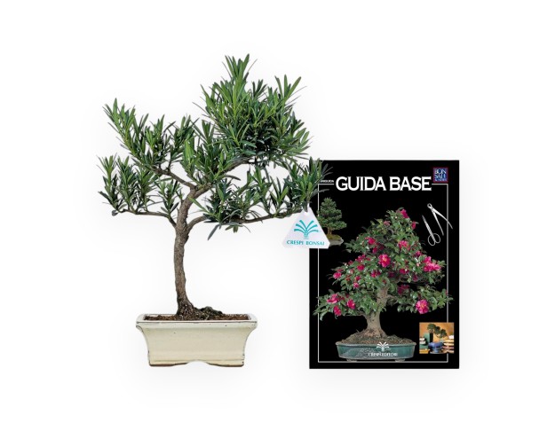 Podocarpus Macrophylla - 39 cm 2