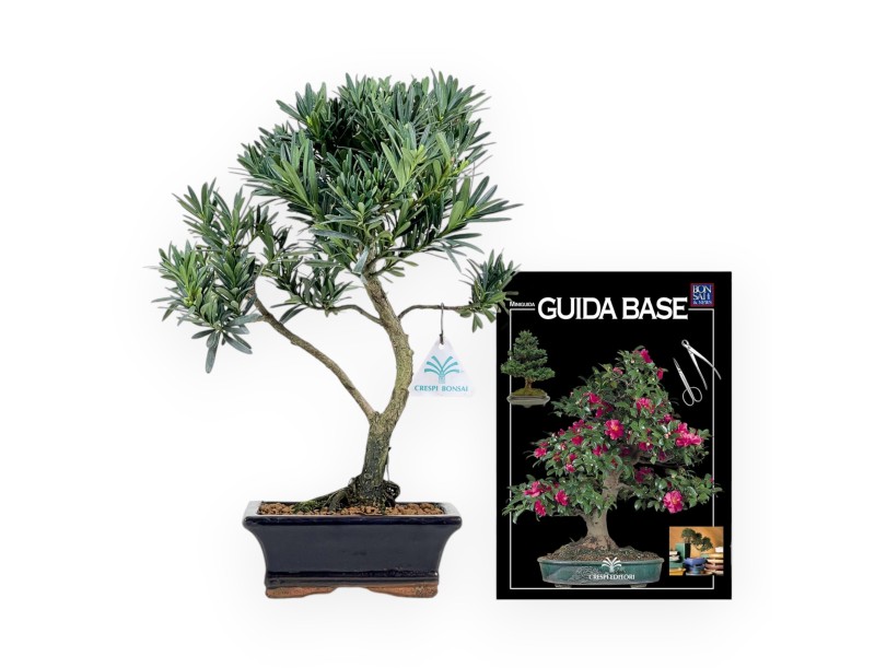 Podocarpus Macrophylla - Podocarpe - 37 cm