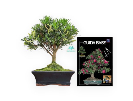 Podocarpus Macrophylla - Podocarp - 33 cm