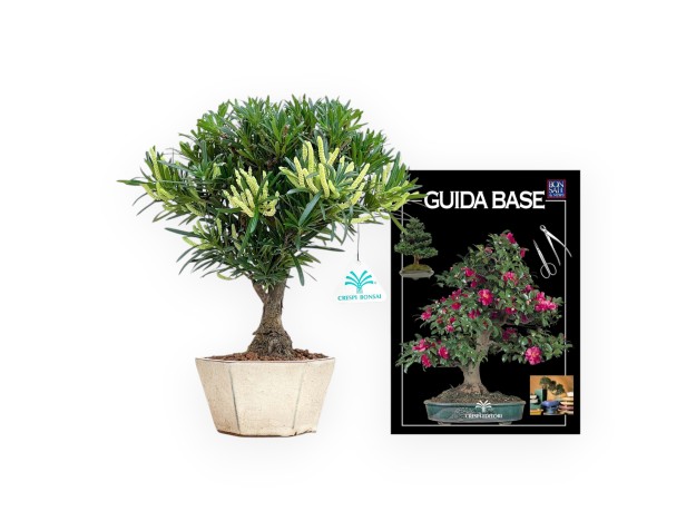 Podocarpus Macrophylla - Podokarp - 29 cm 2