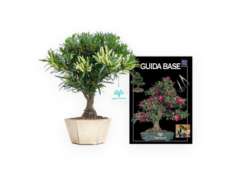 Podocarpus Macrophylla - Podocarpo - 29 cm