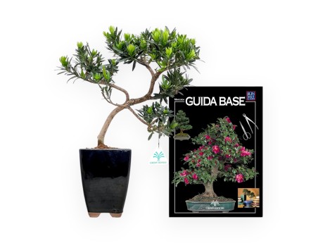 Podocarpus Macrophylla - Podocarp - 37 cm