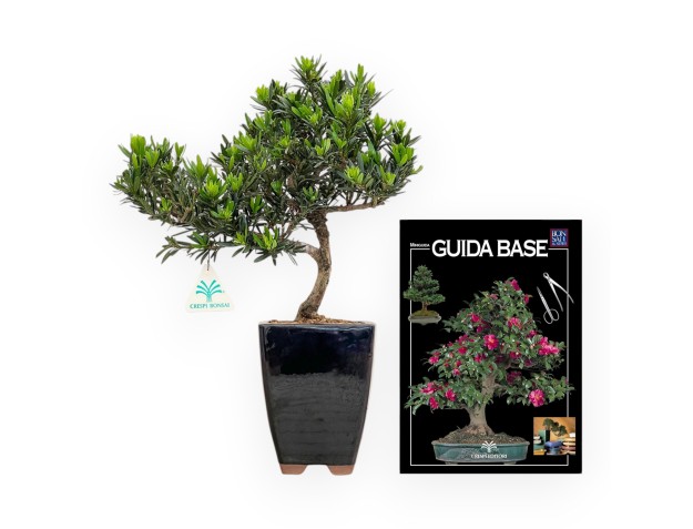 Podocarpus Macrophylla - Podocarpo - 37 cm 2