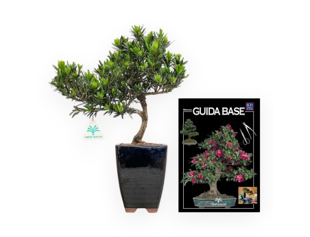 Podocarpus Macrophylla - Podocarpe - 37 cm