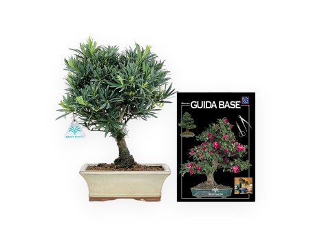 Podocarpus Macrophylla - Podocarpo - 37 cm