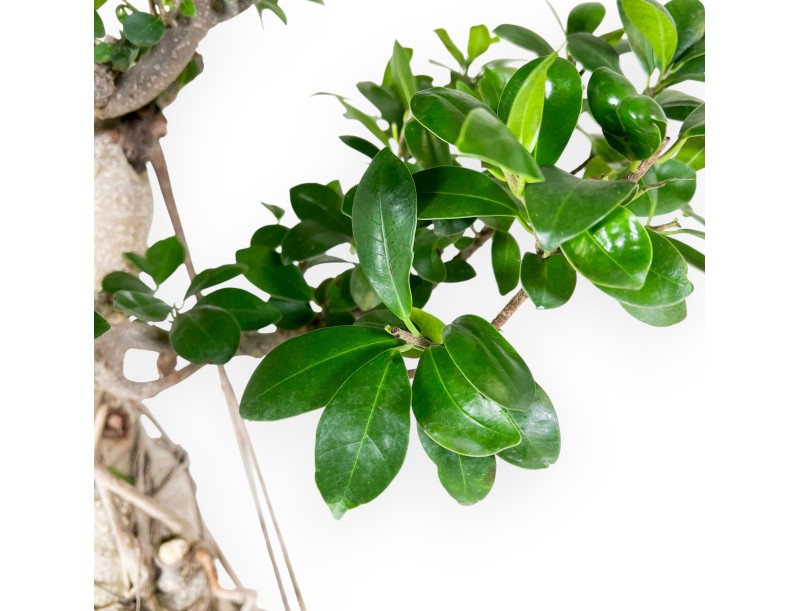 Ficus Bonsai von 93 cm | Rechteckiger Steingut Topf