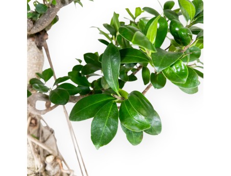 Ficus Bonsai von 93 cm | Rechteckiger Steingut Topf