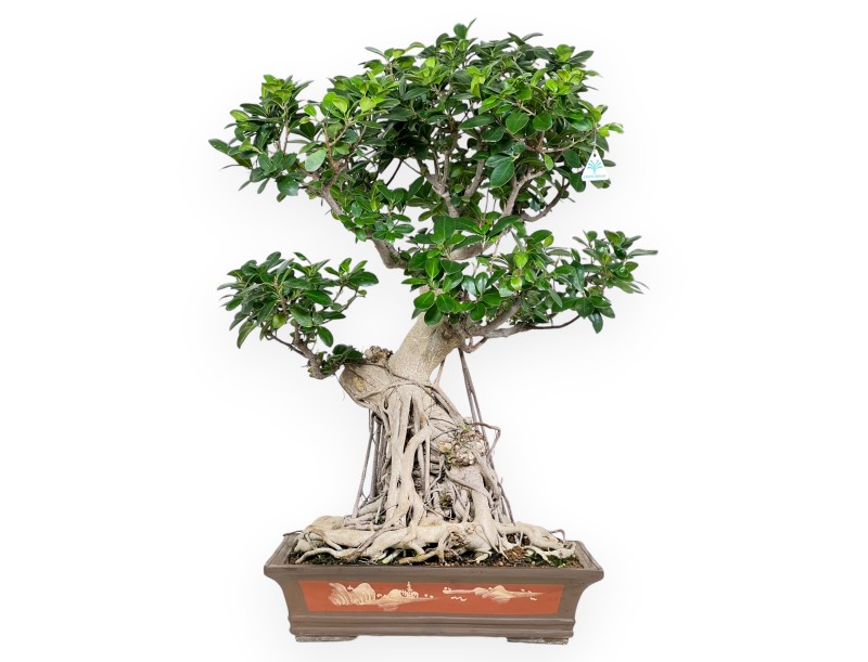 Ficus Bonsai von 93 cm | Rechteckiger Steingut Topf