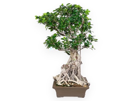 Ficus Bonsai von 93 cm | Rechteckiger Steingut Topf