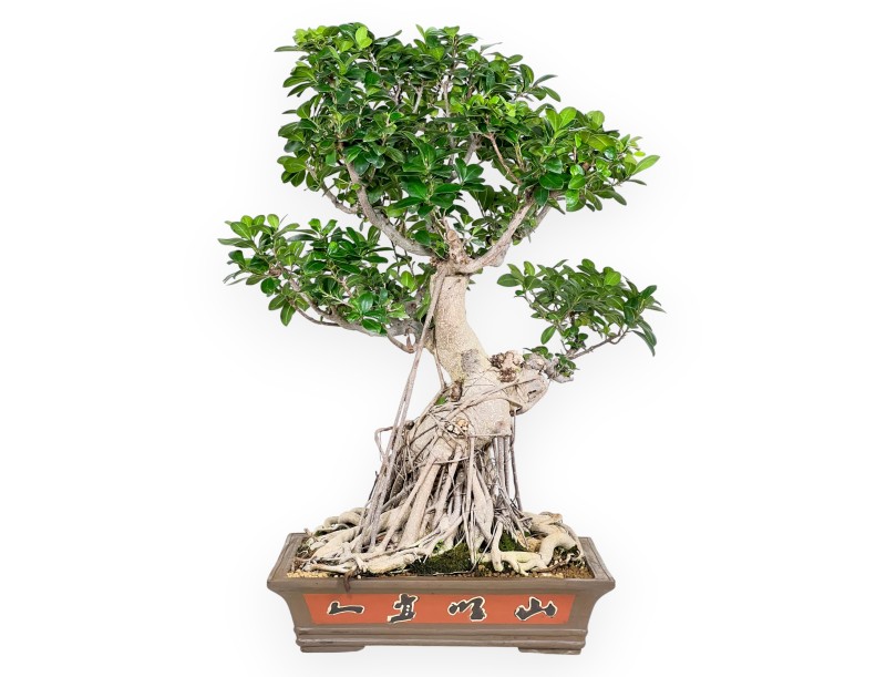 Ficus Bonsai von 93 cm | Rechteckiger Steingut Topf