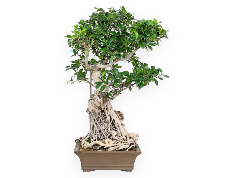 Ficus Bonsai von 93 cm | Rechteckiger Steingut Topf
