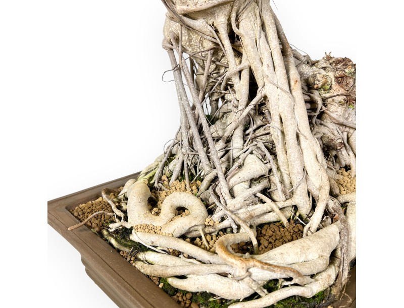 Ficus Bonsai von 93 cm | Rechteckiger Steingut Topf