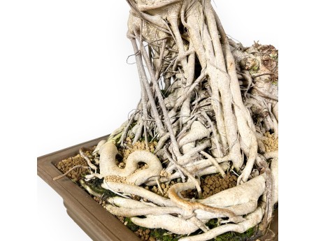 Ficus Bonsai von 93 cm | Rechteckiger Steingut Topf
