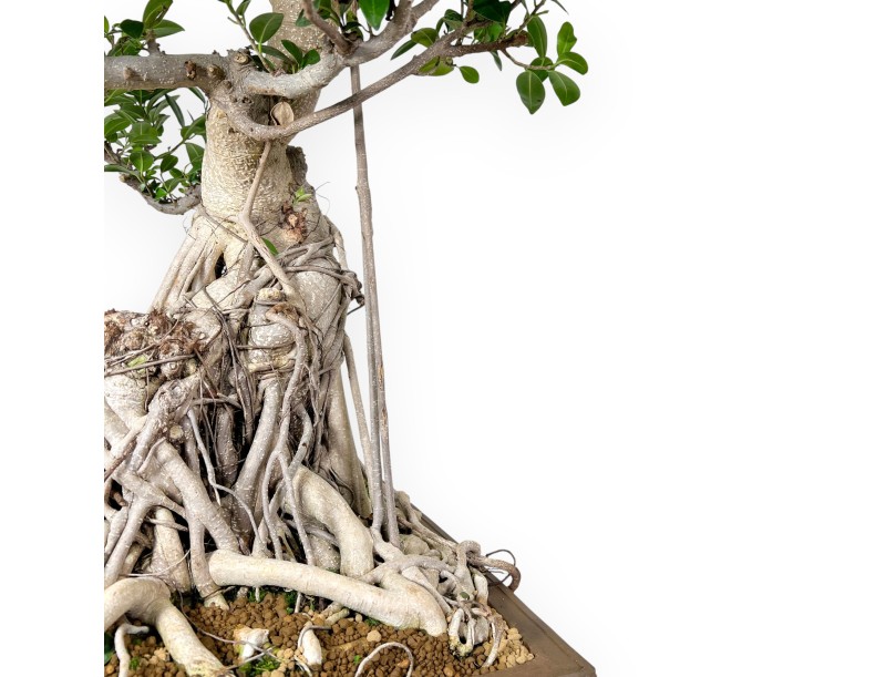 Ficus Bonsai von 93 cm | Rechteckiger Steingut Topf