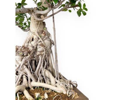 Ficus Bonsai von 93 cm | Rechteckiger Steingut Topf