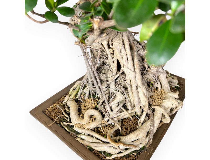 Ficus Bonsai von 93 cm | Rechteckiger Steingut Topf