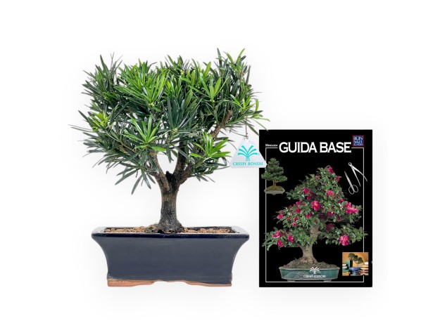 Podocarpus Macrophylla - Podocarpo - de 29 a 37 cm 2