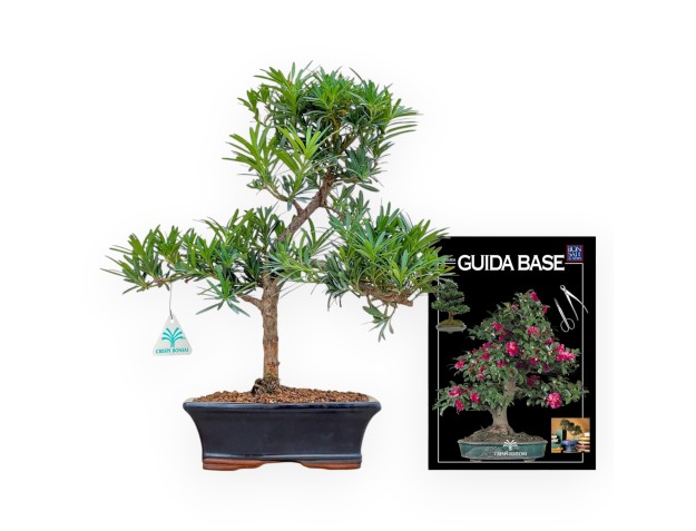 Podocarpus Macrophylla - Podokarp - 42 cm 2