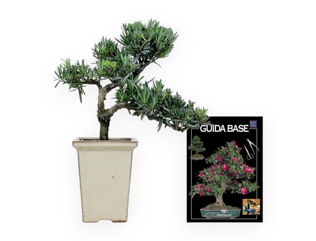 Podocarpus Macrophylla - Podocarpo - 37 cm 2