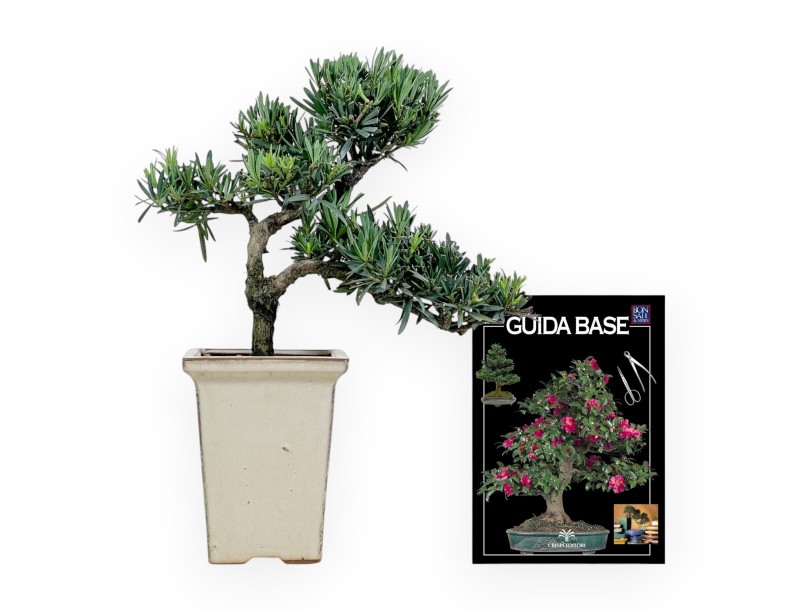 Podocarpus Macrophylla - 37 cm