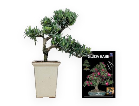 Podocarpus Macrophylla - 37 cm