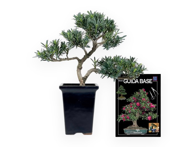 Podocarpus Macrophylla - Podocarp - 36 cm 2