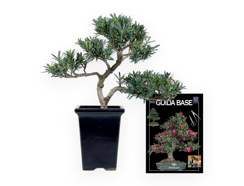 Podocarpus Macrophylla - Podocarpe - 36 cm