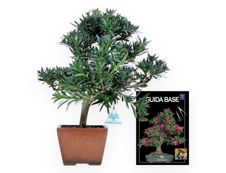 Podocarpus Macrophylla - Podocarpo - 44 cm