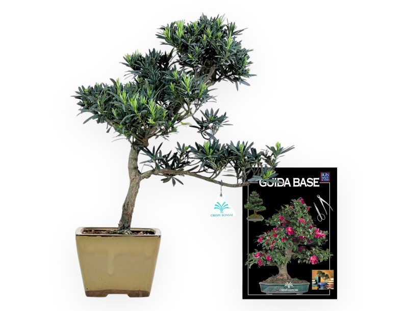 Podocarpus Macrophylla - Podocarp - 48 cm