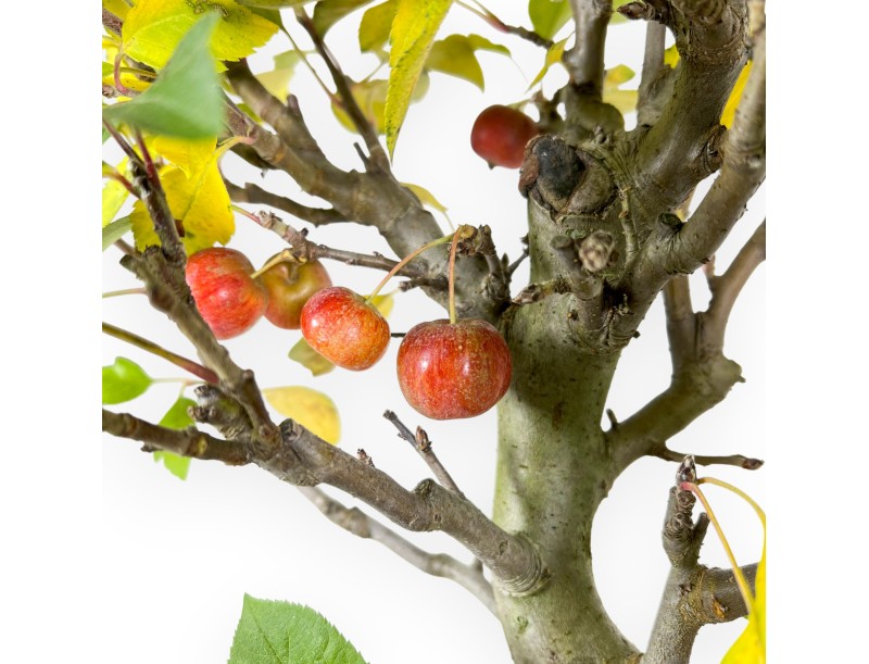 Apfelbaum Bonsai von 48 cm | Rechteckiger blau Topf