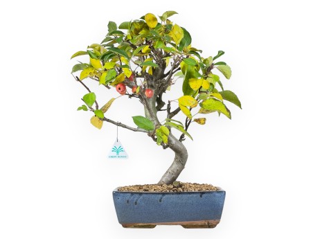 Appelboom bonsai van 48 cm | Blauw rechthoekige pot