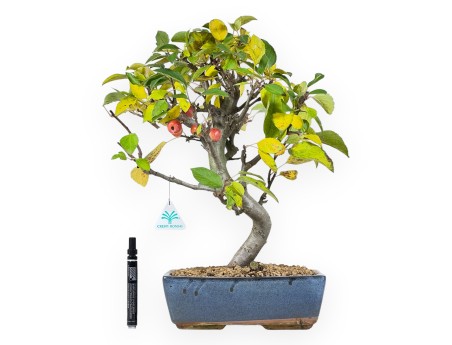 Apple tree bonsai 48 cm| Blue rectangular pot