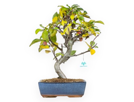 Bonsaï de pommier de 48 cm | Pot rectangulaire bleu