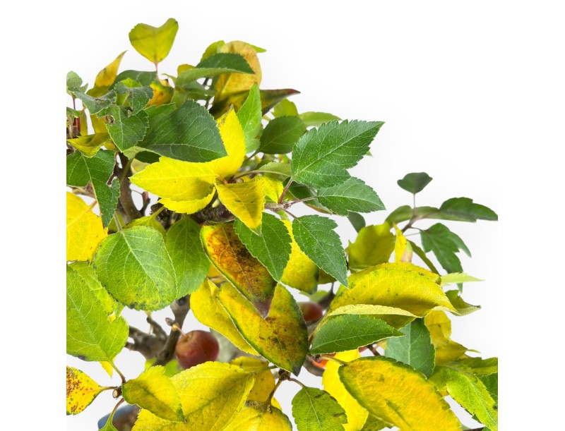 Apple tree bonsai 48 cm| Blue rectangular pot