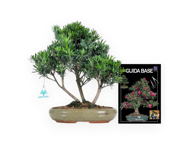 Podocarpus Macrophylla - Podocarpo - 35 cm 2